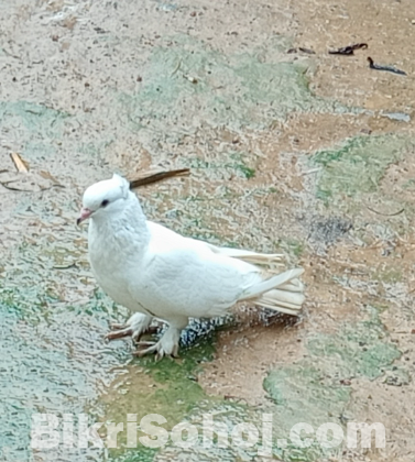 কবুতর বিক্রি হবে